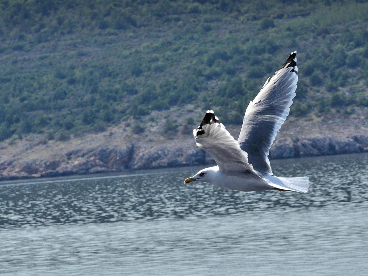 Paril Lägenhet Crikvenica Exteriör bild